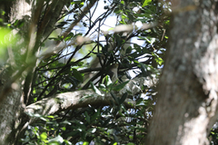 Cacomantis variolosus