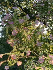 Nicotiana tabacum