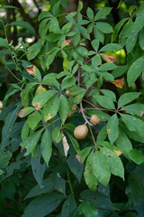 Aesculus