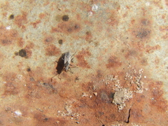Nysius