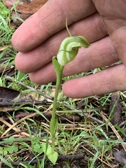 Pterostylis alpina