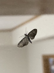 Eupithecia miserulata