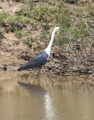 Ardea pacifica