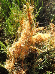 Cuscuta pacifica
