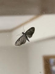 Eupithecia miserulata