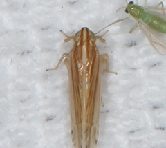 Phrictopyga occidentalis