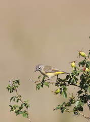Acanthiza chrysorrhoa