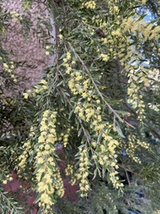 Acacia howittii