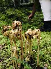 Monotropa hypopitys