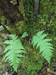 Dryopteris marginalis