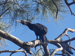 Phalacrocorax sulcirostris