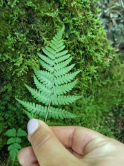 Dryopteris marginalis