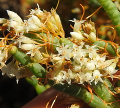 Cuscuta pacifica