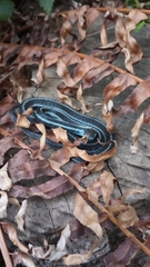Thamnophis ordinoides