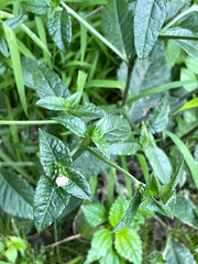 Elephantopus carolinianus