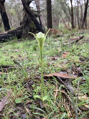 Pterostylis alpina