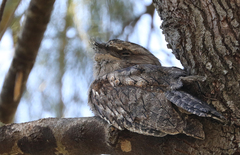 Podargus strigoides