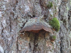 Porodaedalea