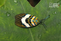 Chalcophaedra zuleika