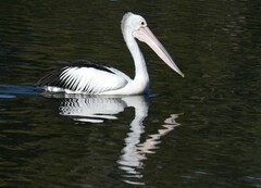Pelecanus conspicillatus