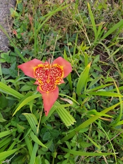 Tigridia pavonia