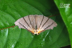 Orudiza protheclaria