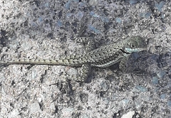 Tropidurus