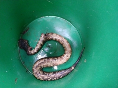 Agkistrodon piscivorus