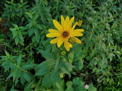 Helianthus strumosus