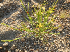 Hypericum gentianoides