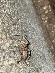 Araneinae