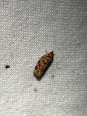 Phaecasiophora niveiguttana