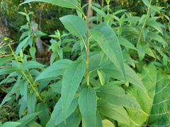 Helianthus strumosus