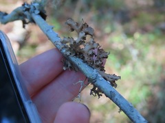 Tuckermanopsis orbata