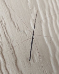 Emesaya brevipennis
