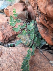 Cheilanthes lasiophylla