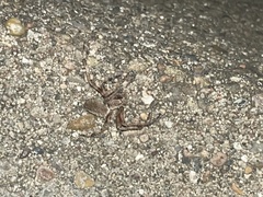 Araneinae