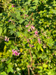 Lespedeza bicolor