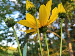 Helianthus strumosus