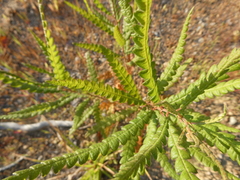 Comptonia peregrina