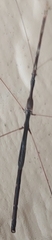 Emesaya brevipennis