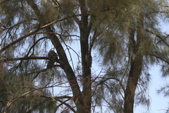 Podargus strigoides