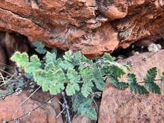 Cheilanthes lasiophylla