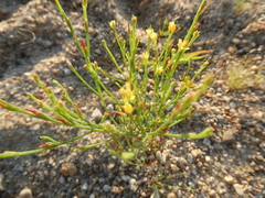 Hypericum gentianoides