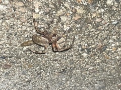 Araneinae