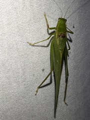 Microcentrum retinerve
