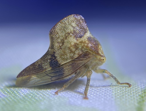 Telamona maculata photo 2