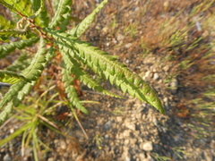 Comptonia peregrina