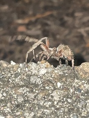 Araneinae
