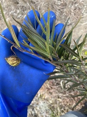 Gomphocarpus fruticosus